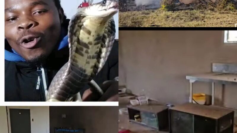 SNake breeder DENZEL NCUBE LOSES REPTILES IN DEVASTATING FIRE